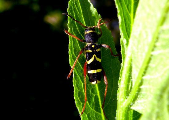 Clytus Arietis