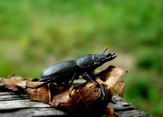 Dorcus Parallelipipedus