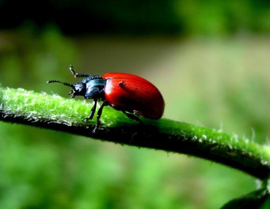 Chrysomela Populi