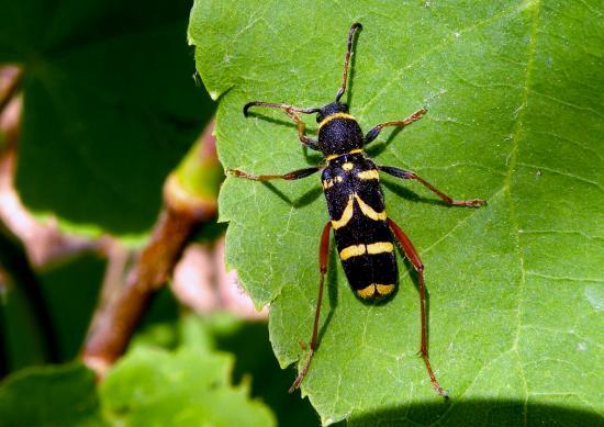 Clytus Arietis