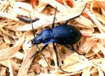 Mesocarabus Problematicus