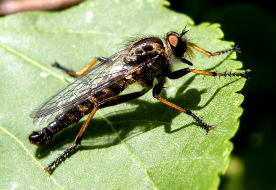 Empis Tesselata