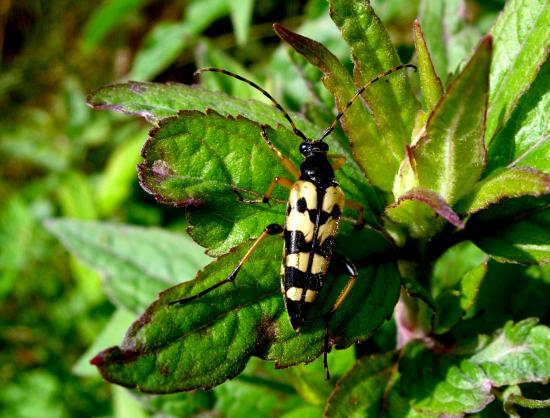 Leptura Maculata