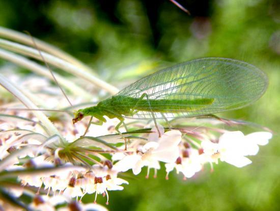 Chrysopa Vulgaris