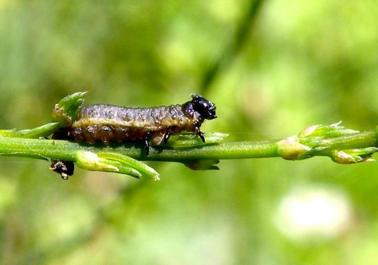 Crioceris Asparagi (larve)