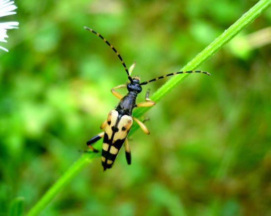 Leptura Maculata