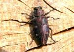 Chrysobothris Affinis