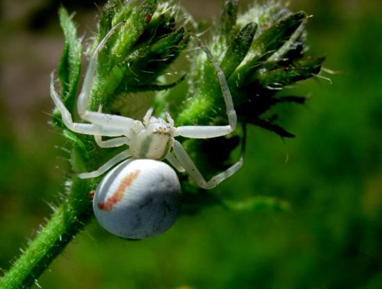 Misumena Vatia