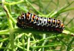 chenille de Papilio Machaon