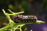 chenille de Papilio Machaon
