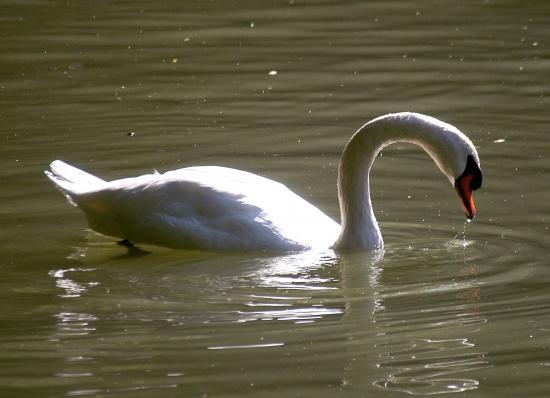 Cygne tuberculé