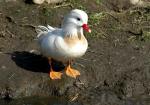 Canard mandarin