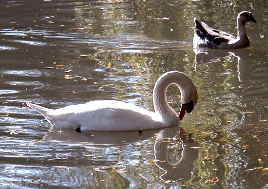 Cygne tuberculé