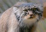 Chat sauvage Manul