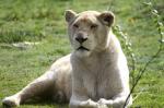 Lion blanc