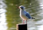 Mouette rieuse