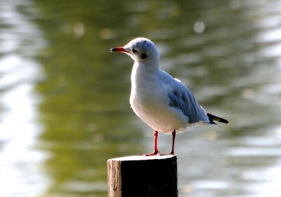 Mouette rieuse