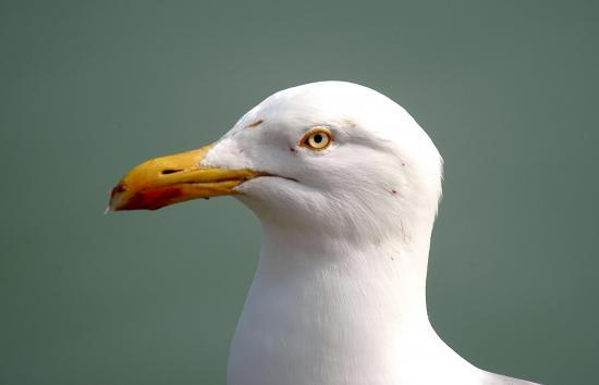 Goéland argenté