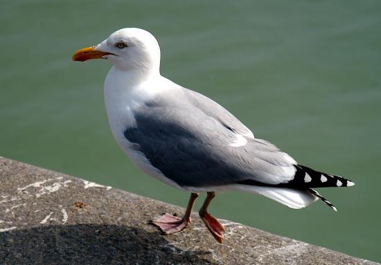 Goéland argenté