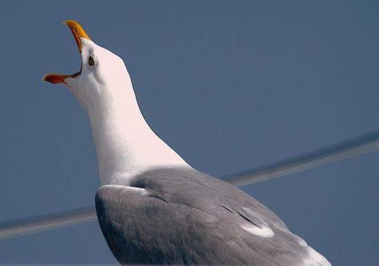 Goéland argenté