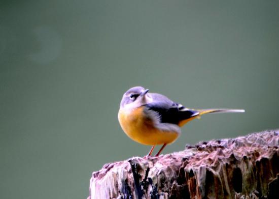 Bergeronnette des ruisseaux