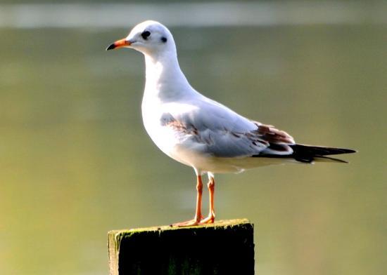 Mouette rieuse