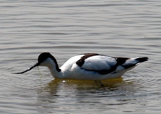 Avocette élégante