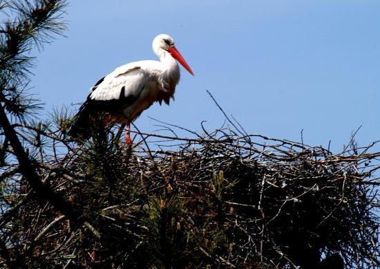 Cigogne blanche