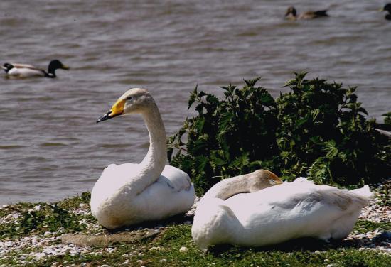 Cygne chanteur