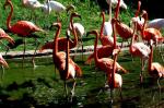 Flamant rose