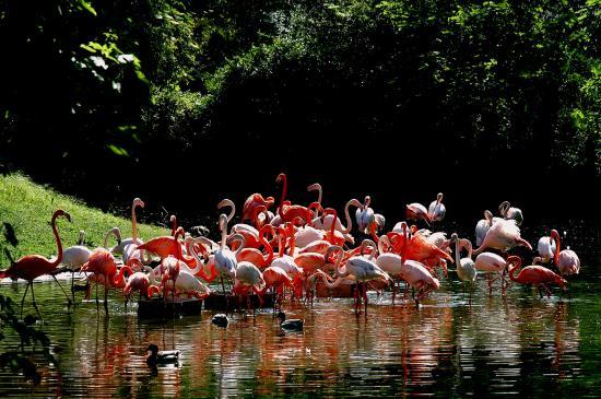 Flamant rose