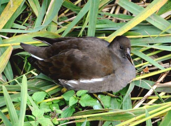 Gallinule poule-d'eau