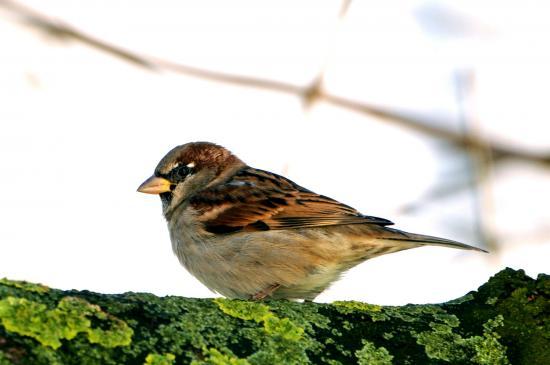 Moineau domestique