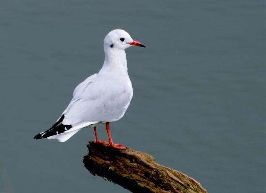 Mouette rieuse