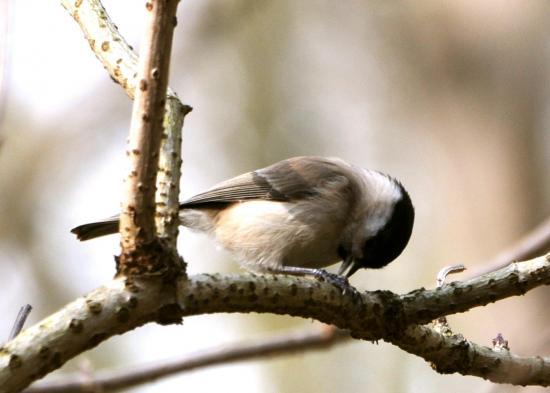 Mésange nonnette