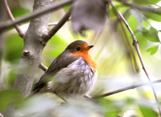 Rougegorge familier