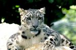  Panthère des Neiges
