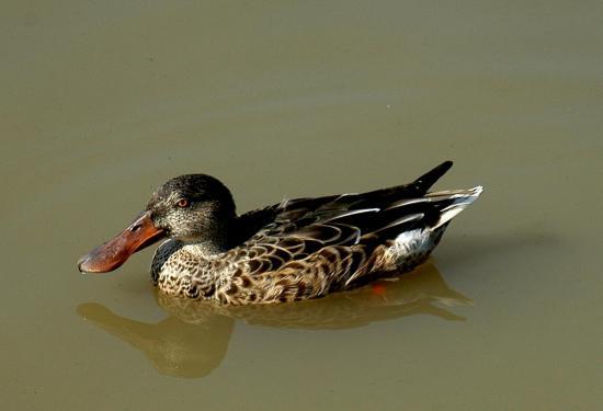 Canard souchet