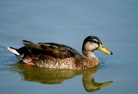 Canard colvert