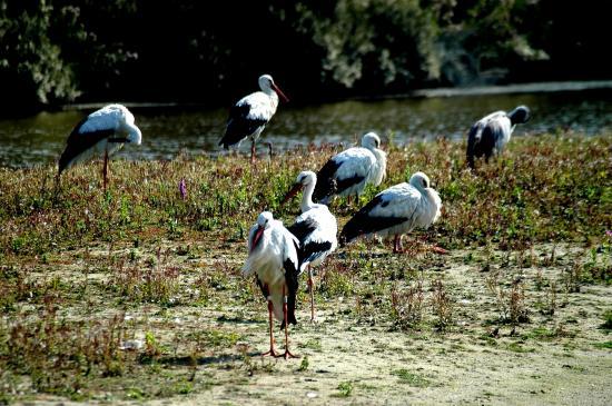 Cigogne blanche