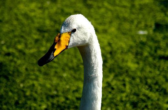 Cygne chanteur