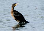 Grand cormoran