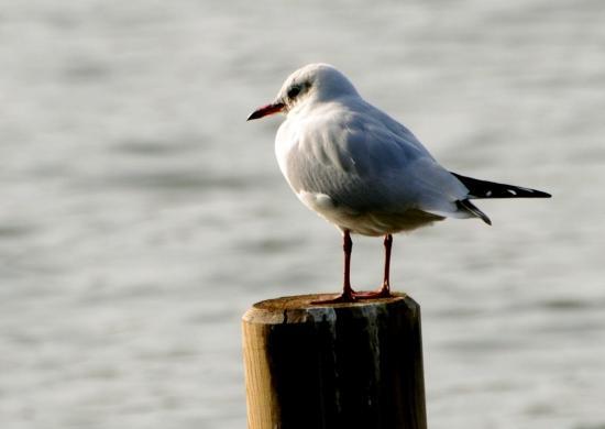 Mouette rieuse