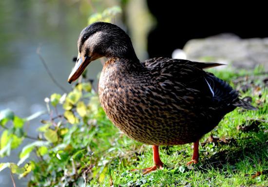 Canard colvert