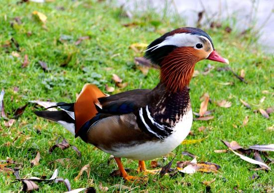 Canard mandarin