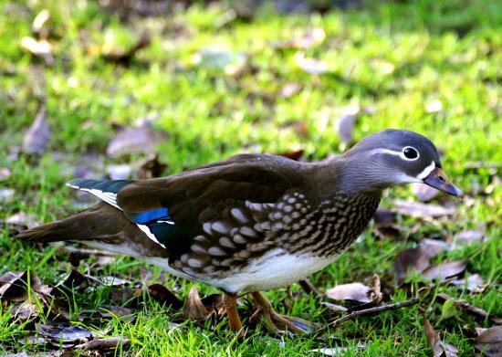 Canard mandarin