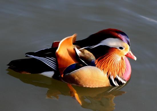 Canard mandarin