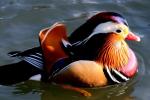 Canard mandarin