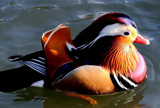 Canard mandarin