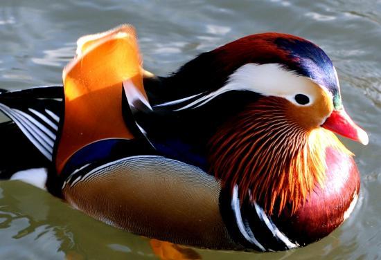 Canard Mandarin